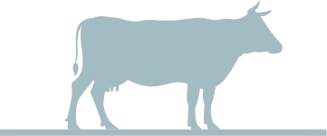 Cow illustration